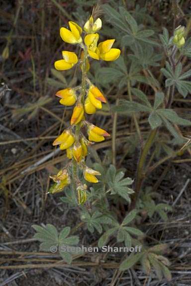 lupinus citrinus var citrinus 6 graphic